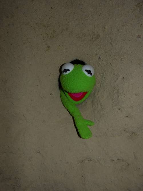 Kermit Frog Green Wall Hole Caught Stone Cold