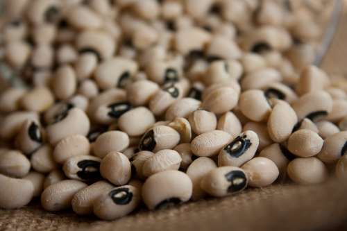 Kidney Beans Beans Dry Legumes Pulses