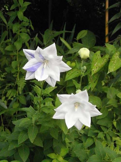 Kikyo Platycodon Grandiflorum A Dc White Flowers