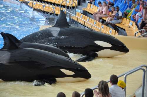 Killer Whales Shows Killer Whales Killer Tenerife