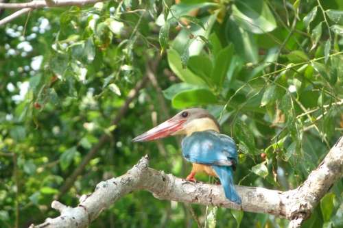 Kingfisher Bird Tree Sri Lanka