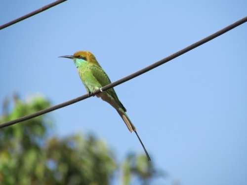 Kingfisher Bird Alcedo Atthis Small Green Exotic