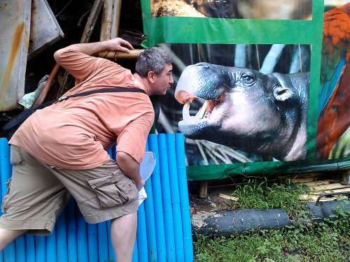 Kiss Kissing Hippo Zoo Animal Hippopotamus