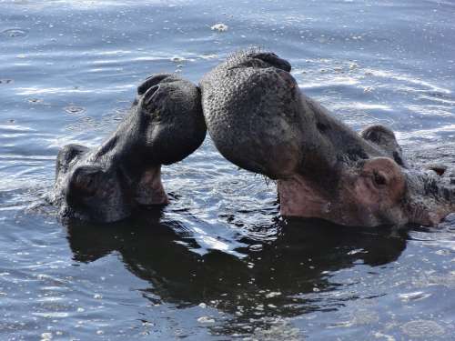 Kiss Hippos Bath