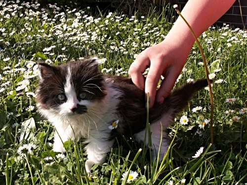 Kitten Black White Detail Hand Lawn Garden