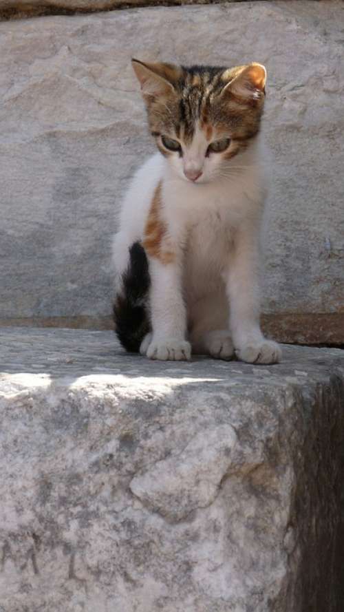 Kitten Motley Cute