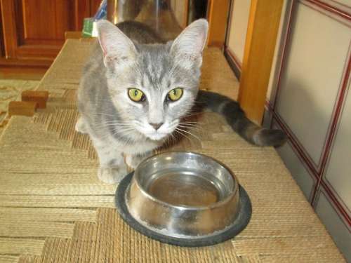 Kitten Cat Feline Pet Fur Grey Eyes