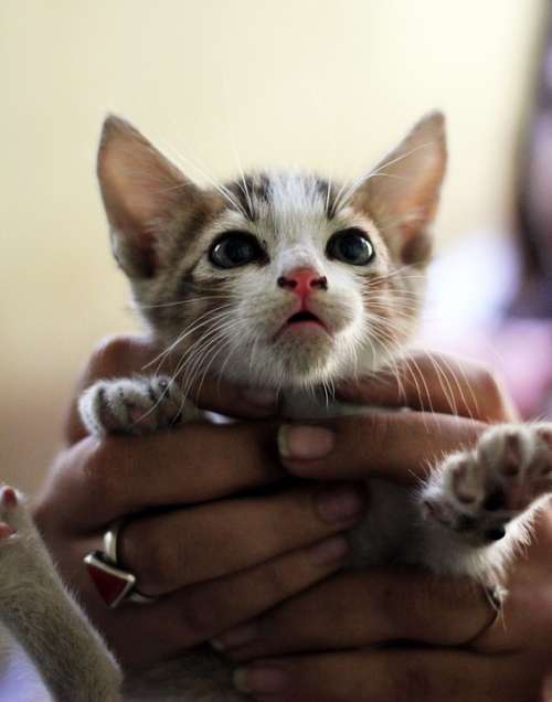 Kitten Cute Hands Cat Pet Kitty Mammal