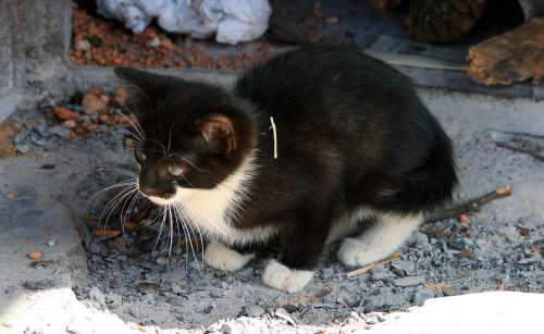 Kitten Small Cat Black White Timid Cute