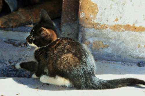 Kitten Small Cat Black White Timid Cute Sunlight