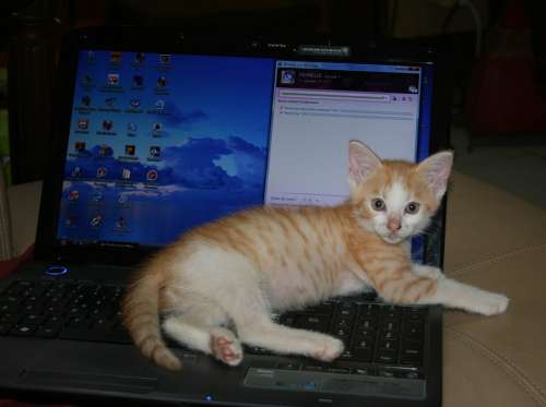 Kitten Roux Lying Computer