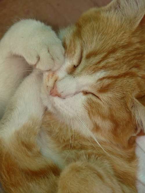 Kitten Sleep Feel Good Cute Sweet Red White