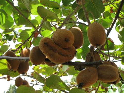 Kiwi Fruits Nature Green Agriculture Plant Farm