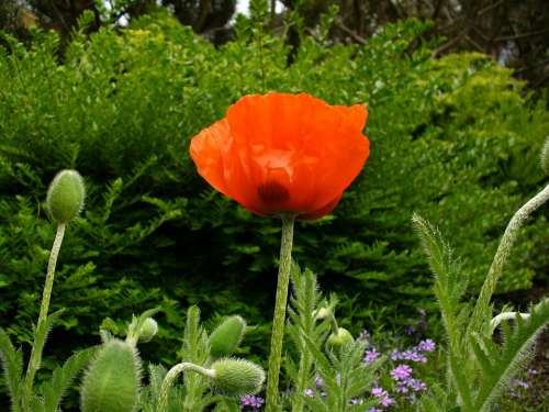 Klatschmohn Poppy Poppy Bud Poppy Flower Bursting