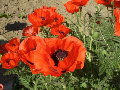 Klatschmohn Poppy Red Flowers Summer Blossom