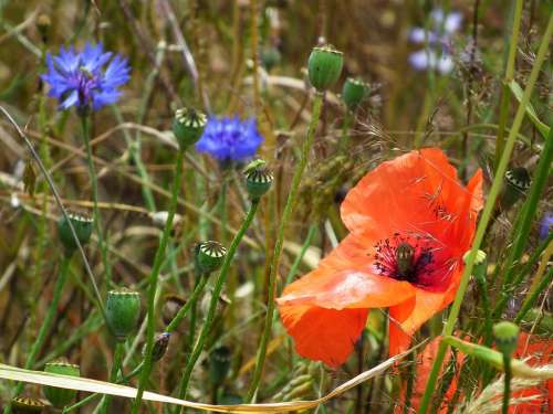 Klatschmohn Poppy Red Blue Grass Colorful