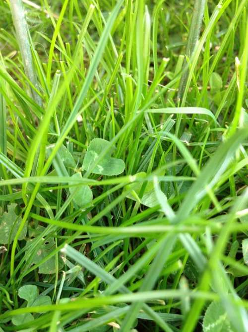 Klee Meadow Green Grass