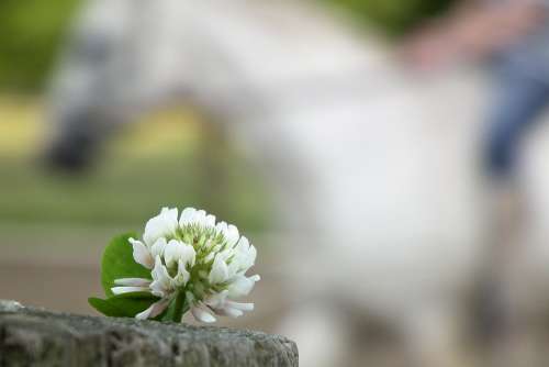 Klee White Horse Blossom Bloom Pointed Flower