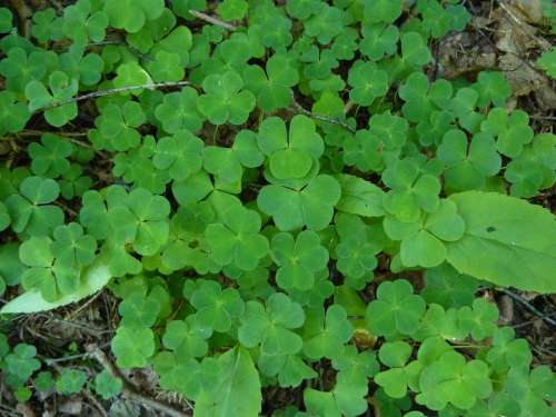 Klee Kleebblaetter Forest Floor Plant Green Leaves