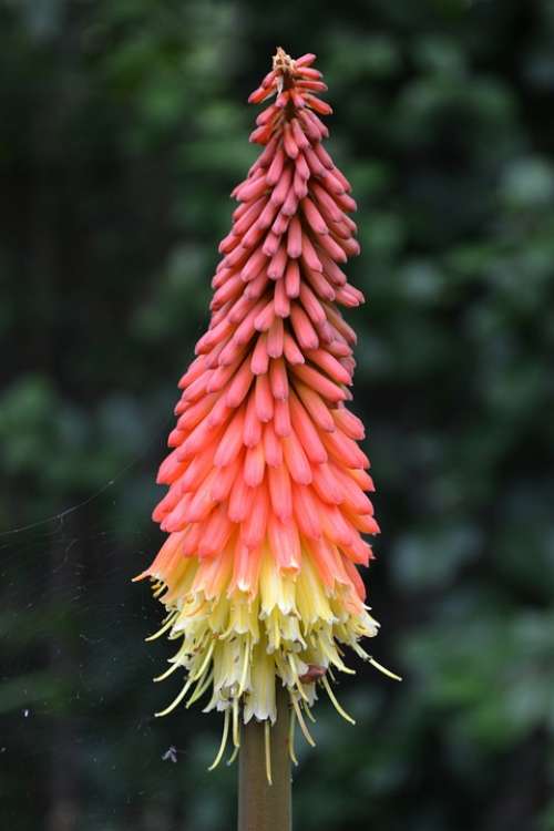 Kniphofia Red-Hot Polka Tritoma African Lily