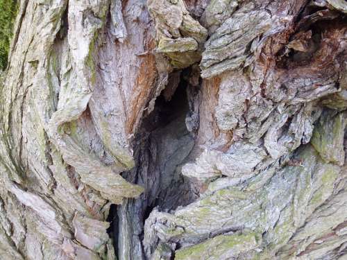 Knothole Log Nature Wood Tree Hole