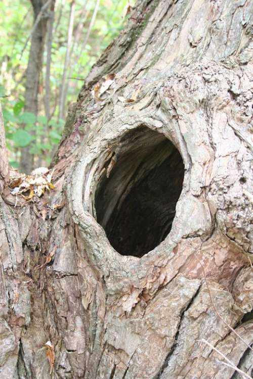 Knothole Hole Tree Nest Old Wood Tree Trunk