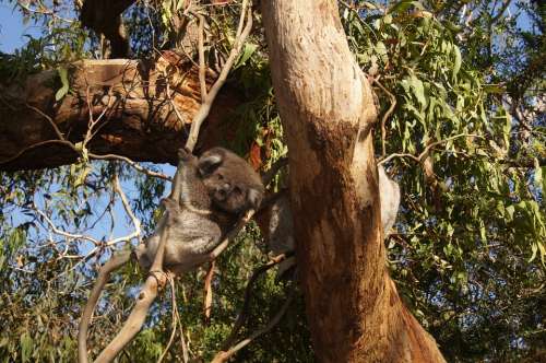 Koala Australia Koala Bear Lazy Rest Animal