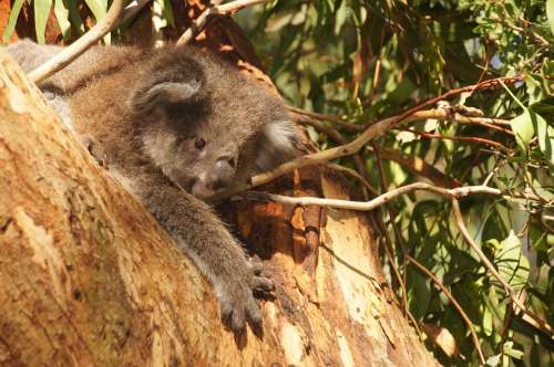 Koala Australia Koala Bear Lazy Rest Animal