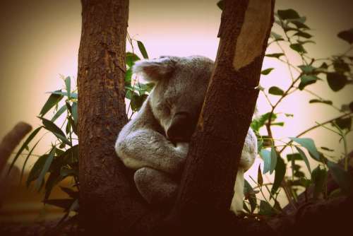 Koala Animal Nature Puppy Little Bear Australia