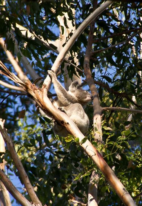 Koala Bear Australia Queensland Marsupial Wild