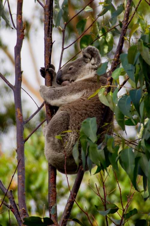 Koala Bear Australia Queensland Marsupial Wild