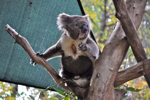 Koala Mammal Bear Zoo Australian Eucalyptus