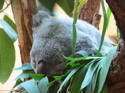 Koala Gray Dormant Animal Mammal Zoo