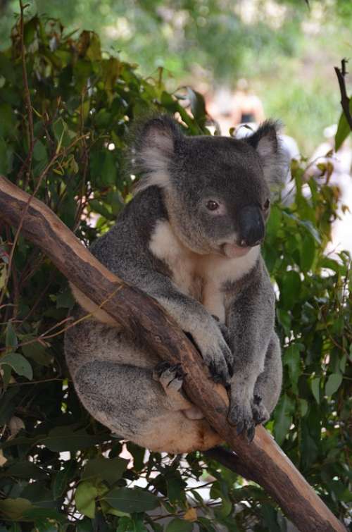 Koala Bear Bear Animal Cute Branch Relax