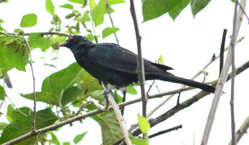 Koel Male Koel Bird Wild Life Nature Sri Lanka