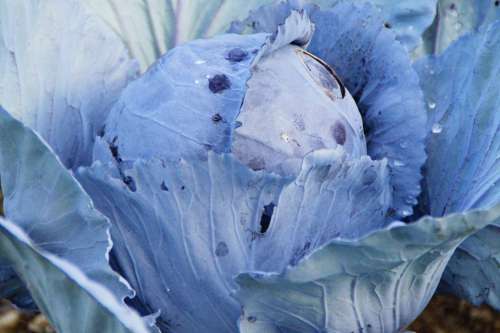 Kohl Red Cabbage Cabbage Winter Vegetables Food