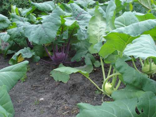 Kohlrabi Vegetables Harvest Garden Cultivation