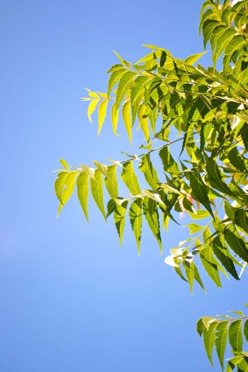 Kohomba Leafs Blue Sky Clear Sky Green Nature