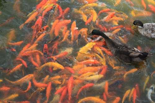 Koi Fish Fish Pond Water Carp Japanese Fortune