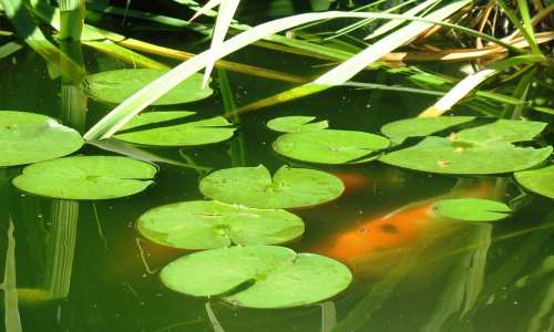 Koi Pond Lily Pad Fish Koi Pond Garden Tranquil