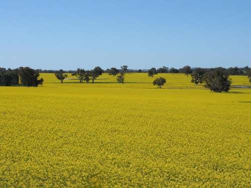 Kojonup Near Crop Canola River Landscapes Nature