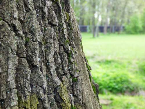 Konar Tree The Bark Sharpness The Structure Of The