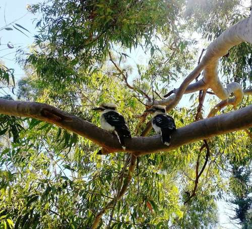 Kookaburras Australian Birds Australian Native Bird