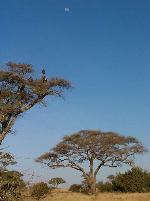 Kruger National Park Tree Moon Sky Africa Savannah