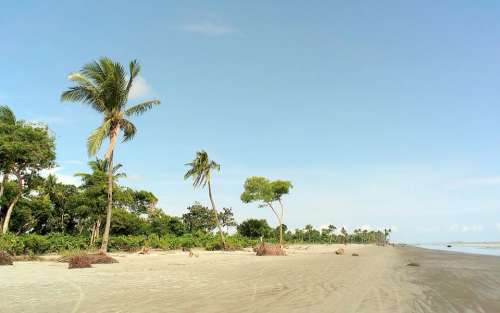 Kuakata Beach Palm Trees Sea Sand Landscape