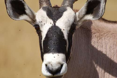 Kudo Safari Brown Horn Antelope Bush