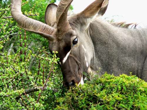 Kudu Animal Springbok Africa Eat Mammal