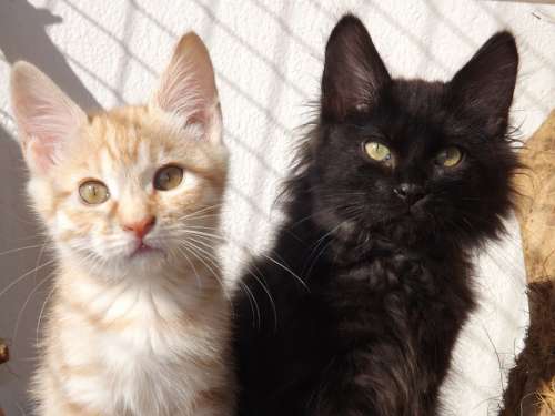 Kurilian Bobtail Cat Kitten Black Kitten