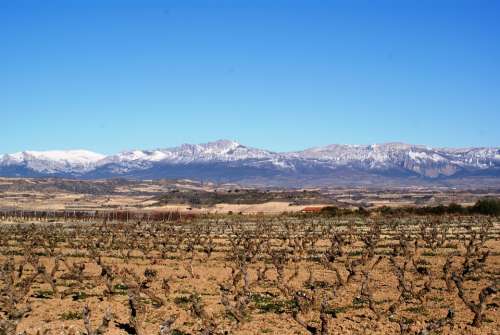 La Rioja Logroño Vineyards Winter