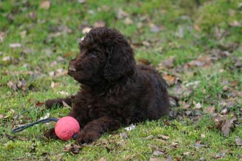 Labradoodle Dog Race Pet Dogs Brown